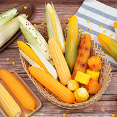 仿真玉米泡沫假水果蔬菜模型儿童玩具摆件摆设装 饰创意水果店布置