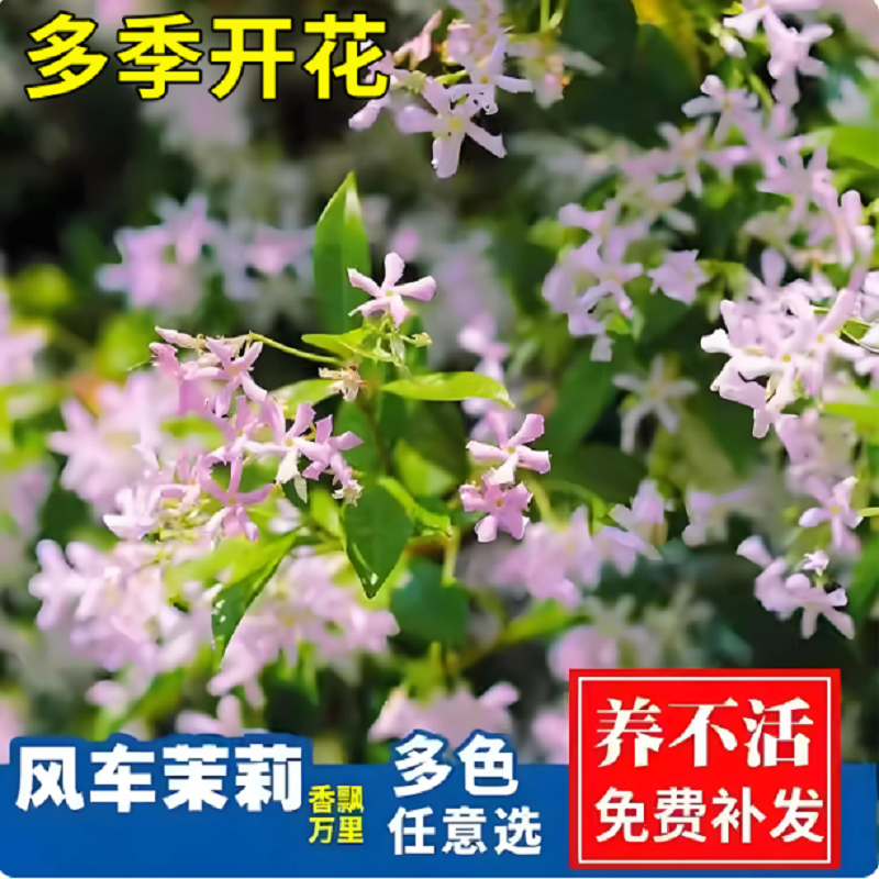 风车茉莉盆栽大苗爬藤植物老桩耐寒耐热阳台庭院花卉绿植四季常青
