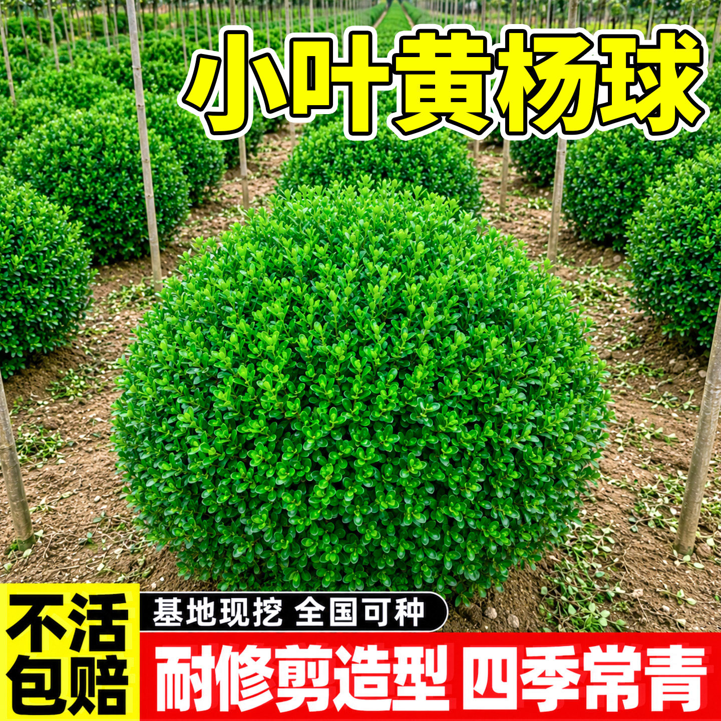 小叶黄杨球庭院篱笆墙工程绿化四季常青耐寒地栽植物造型老桩树苗图片