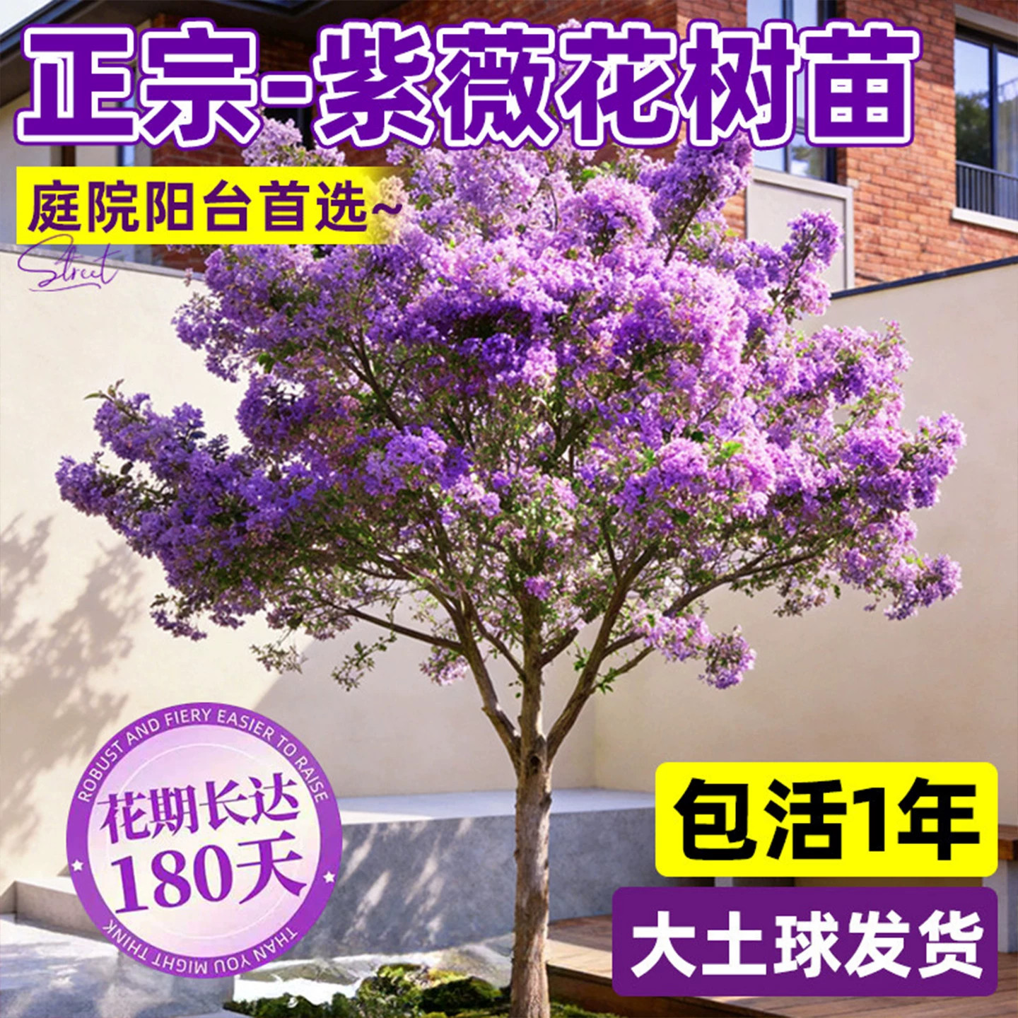 正宗红火球紫薇花树苗盆栽当年开