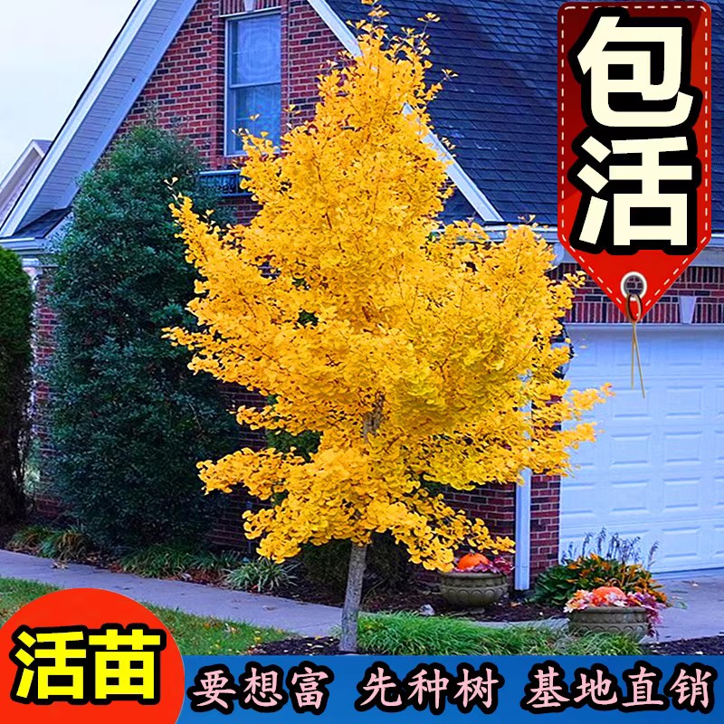 银杏树活苗大树庭院十大名贵大门
