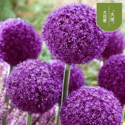 进口大花葱种球耐寒花卉盆栽植物庭院地栽大葱花球根四季易活