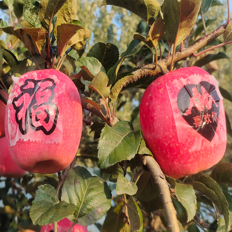 新园果艺陕西宝鸡瑞香红苹果