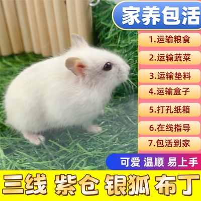 家养温顺可爱小仓鼠类活体宠物