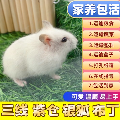 家养温顺可爱小仓鼠类活体宠物