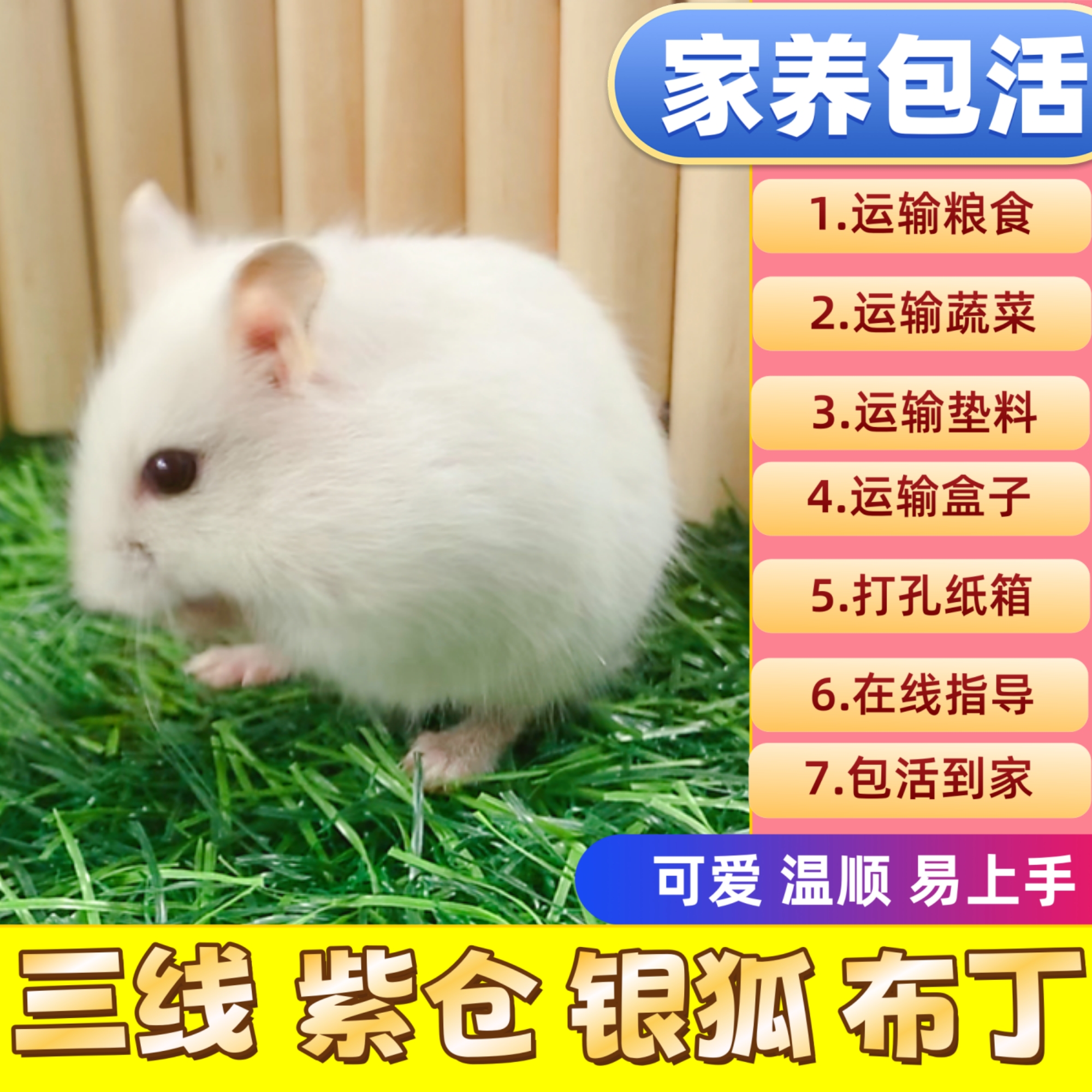 仓鼠活物已打疫苗家养金丝熊一对银狐布丁紫仓奶茶公婆小苍鼠活体