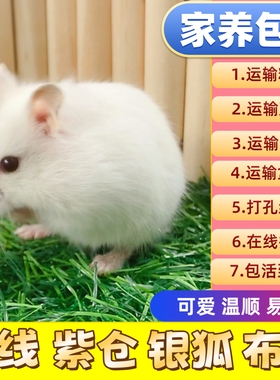 仓鼠活物已打疫家养金丝熊一对银狐布丁紫仓奶茶公婆小苍鼠活体苗