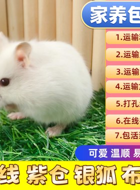 仓鼠活物已打疫家养金丝熊一对银狐布丁紫仓奶茶公婆小苍鼠活体苗