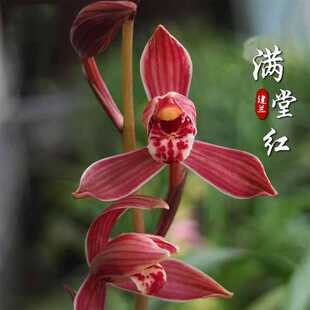 满堂红建兰八大红花浓香型兰花苗夏季带花苞花卉绿植好养易活
