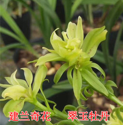 兰花牡丹绿植盆栽精品苗