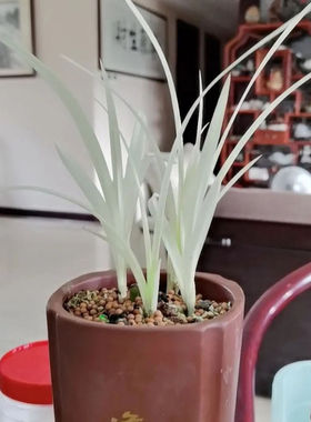 精品兰花幽灵艺草七彩白玉绿植盆栽