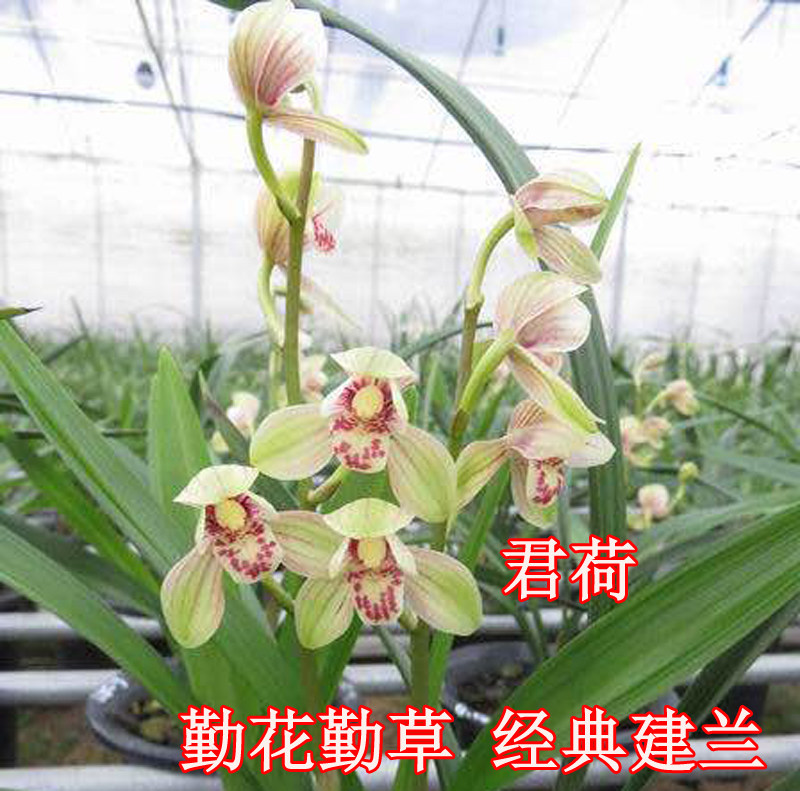 兰花君荷建兰四季兰经典勤花勤草名贵高档花卉办公室客厅绿植盆栽