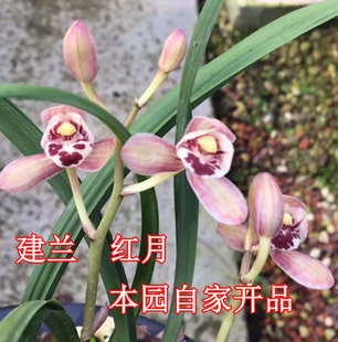 兰花红月建兰四季 包邮 兰荷瓣红花高档名贵花苞花开漂亮绿植盆栽