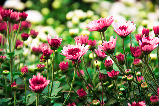 鲜花花朵海报定做菊花雏菊非洲菊波斯菊自然田园风景