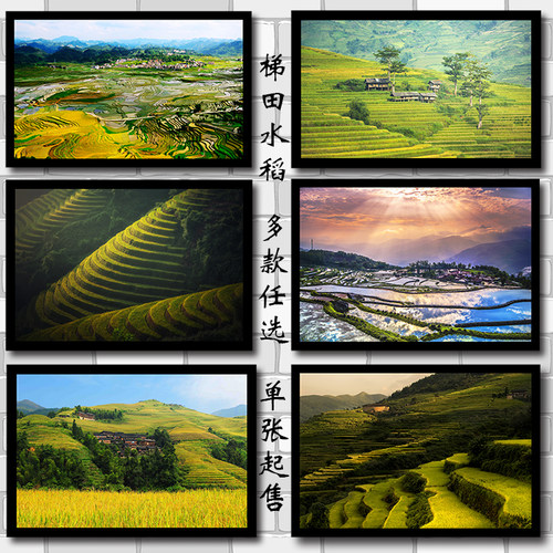 乡村田园风光梯田水稻茶园海报制作自然风景乡间装饰贴画挂画