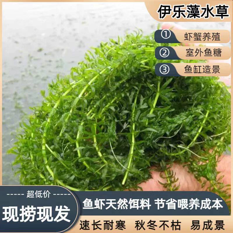 伊乐藻吃不败新鲜活体净化水养小龙虾养殖专用四季水草淡水鱼虾蟹
