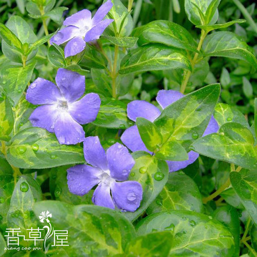 红茎蔓长春垂吊地被植物