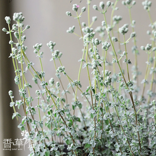 绿植绿植马郁兰花卉盆栽芳香植物