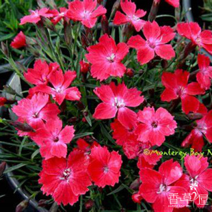 欧石竹地被石竹 猩红 Dianthus Kahori Scarlet耐热 盆栽深玫红