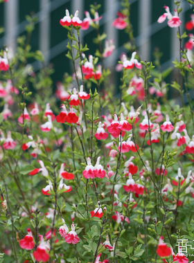 樱桃鼠尾草 Salvia Greggii 多年生耐寒耐热 庭院盆栽 植物