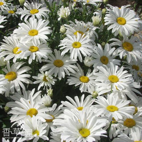 西洋大滨菊室内阳台长较耐寒花卉
