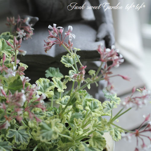芳香植物天竺葵 Pelargonium  大理石柠檬 多年生 观叶盆栽植物 - 实物图