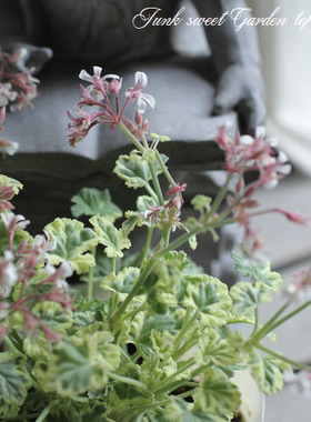 芳香植物天竺葵 Pelargonium  大理石柠檬 多年生 观叶盆栽植物