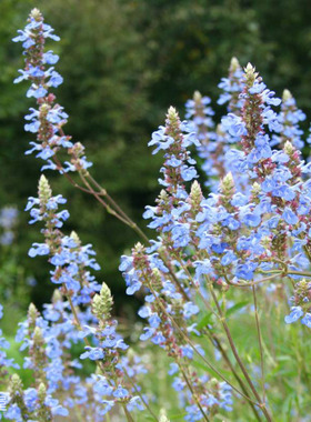 天蓝鼠尾草 salvia 多年生耐寒耐热 庭院 盆栽 花园搭配植物