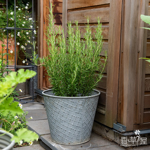 香草屋驼绒服价格 香草屋驼绒服图片 星期三