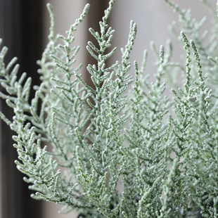 香草屋 奥勒菊木 银骑士 多年生耐热庭院阳台 常绿小灌木新奇盆栽