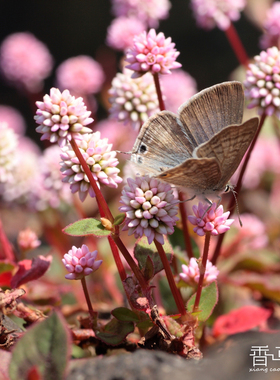 头花蓼 姬花蓼 罐虎杖 维多利亚地毯 Polygonum capitatum