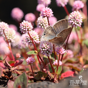 头花蓼 姬花蓼 罐虎杖 维多利亚地毯 Polygonum capitatum