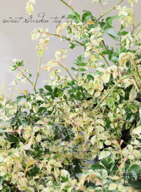 彩叶蔷薇- 斑入りノイバラRosa wichurana 'Variegata'庭院素材