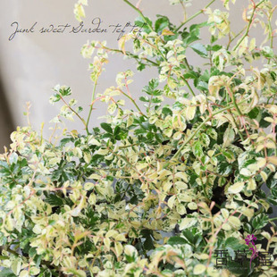 彩叶蔷薇- 斑入りノイバラRosa wichurana 'Variegata'庭院素材