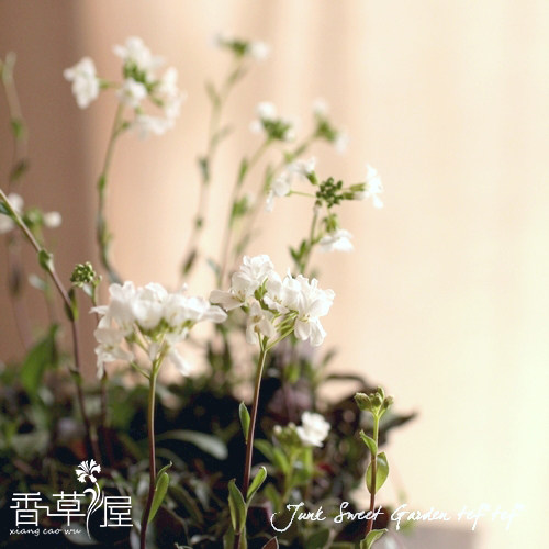 小清新糖芥花苗地被盆栽植物