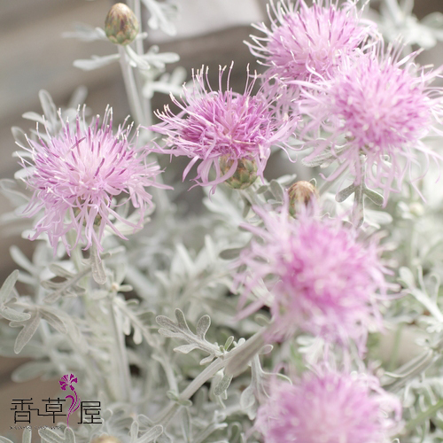 香草屋银叶矢车菊盆栽苗花卉植物