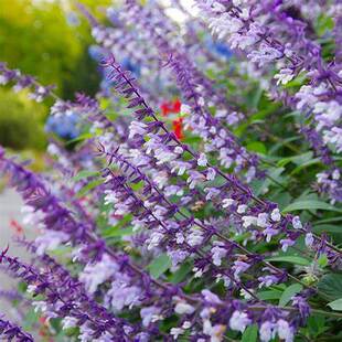 香草屋 淡紫鼠尾草 菲利斯的爱 Salvia 多年生耐寒 庭院 盆栽植物