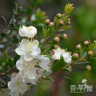 香桃木 爱神木 香草苗 香草花卉  常绿芳香植物 盆栽苗