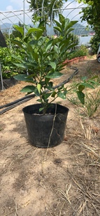 玳玳盆栽正宗金华玳玳果苗盆栽绿植代代橘回青橙树