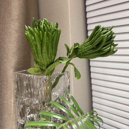 现摘金华佛手新鲜采摘观赏水培