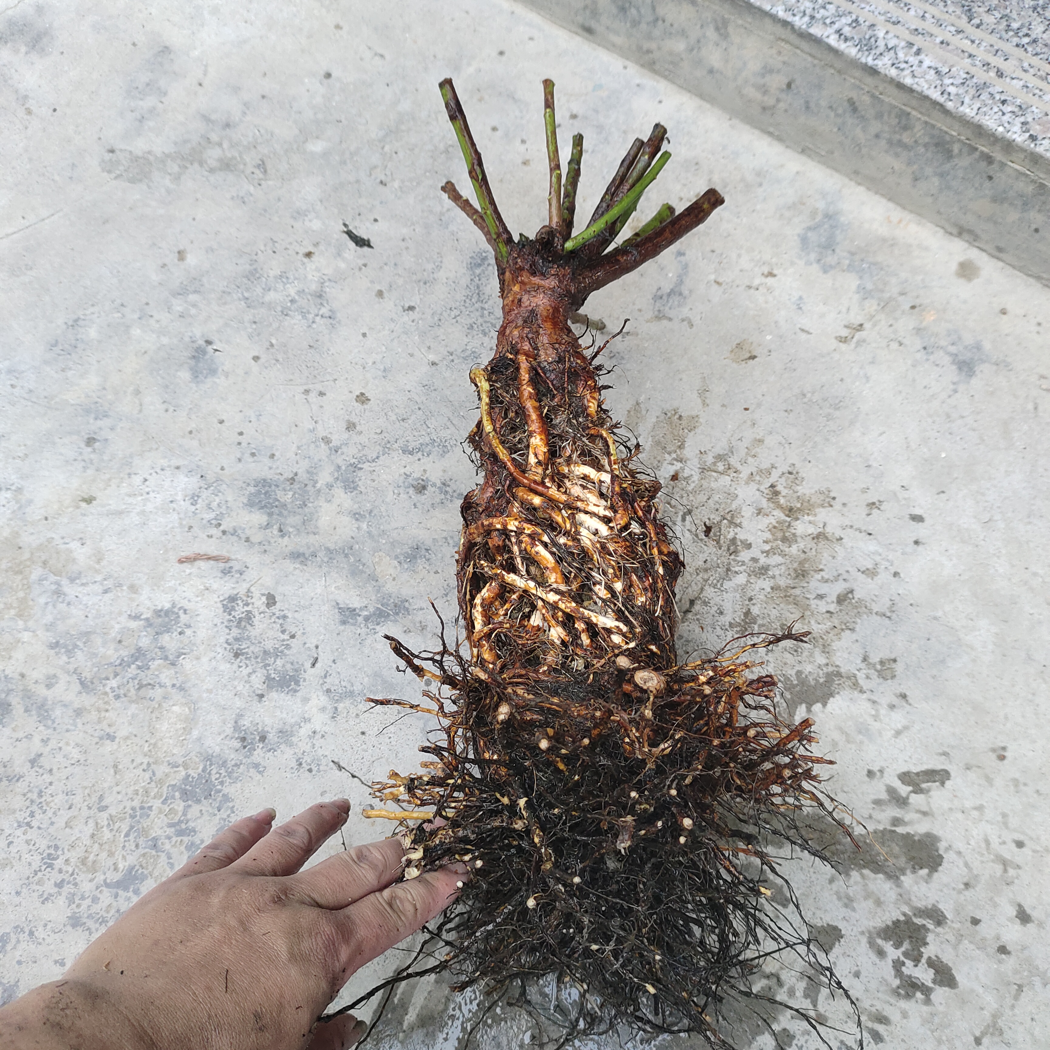 提根蔷薇 无刺蔷薇 绿皮蔷薇 造型园艺 根艺嫁接月季玫瑰专用砧木