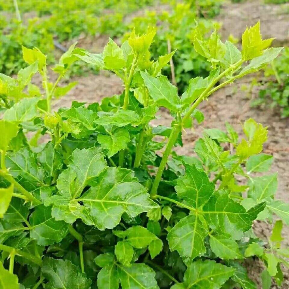 苦刺心种子刺菜野生簕菜三叶五加食用刺五加皮嫩芽多年生树上菜籽