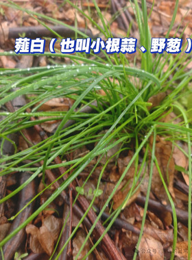 农家野根蒜种子野蒜小根蒜四季简单易播种细小葱野葱韭葱野菜种籽