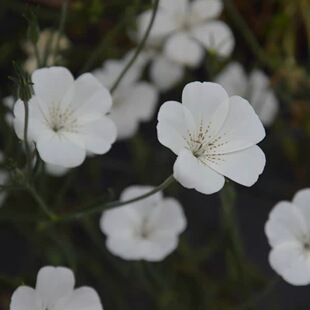 大花麦仙翁种子海洋珍珠白Agrostemma 石竹科麦仙翁耐高温花卉籽