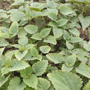 霍香种子藿香菜鱼食用嫩香叶春夏季简单易播种绿植盆栽荷香叶种籽