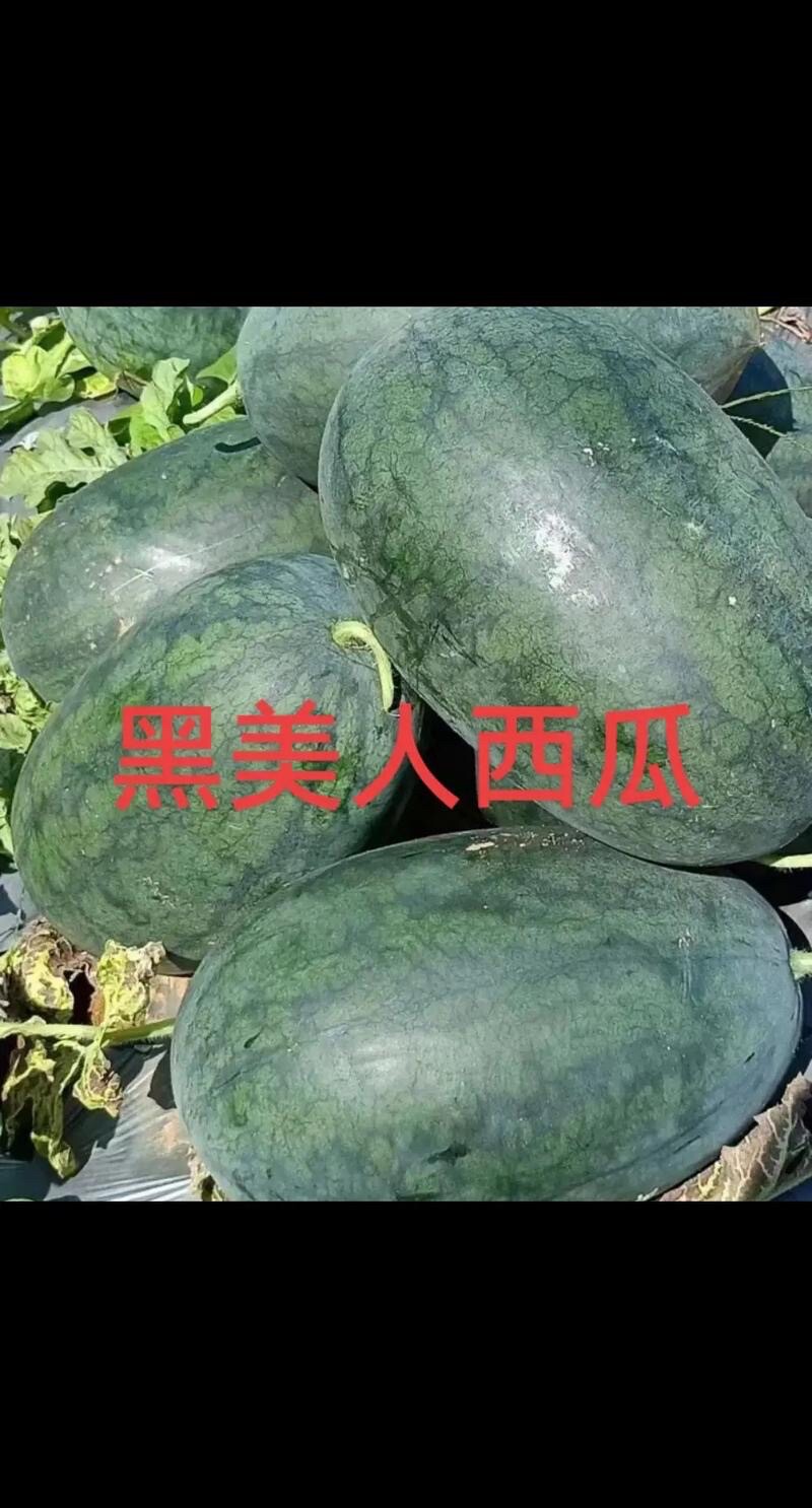黑美人西瓜种子大西瓜夏季水果超甜西瓜皮薄肉厚多汁爽口蔬果种籽
