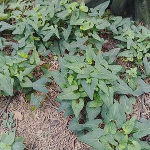 野生紫花地丁种子犁头草铧头草叶堇菜堇堇菜野外中草药材植物种籽