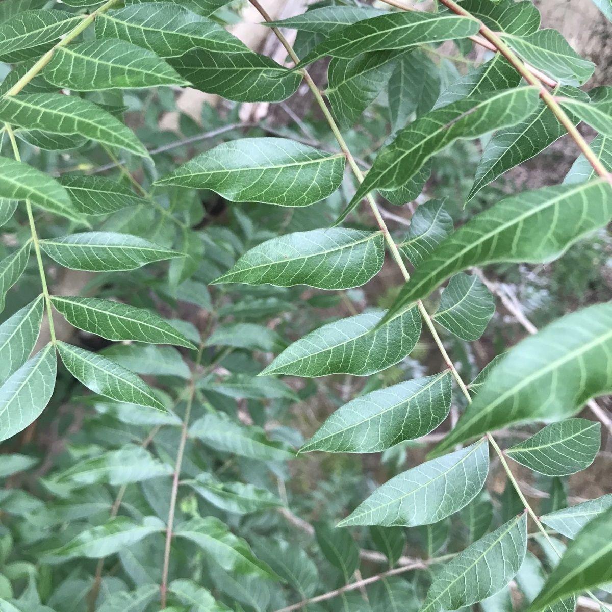 土香树种子土木香树 桃香树药材香漆树多年生落叶乔木经济树种籽