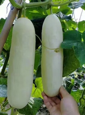 优早白雪大白黄瓜种子早熟杂交皮乳白色稀刺刺小瘤水果仙瓜果种籽