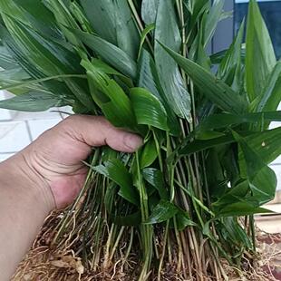 野生淡竹叶种子山鸡米竹叶茶山鸡谷草中草药材多年生草本植物种籽